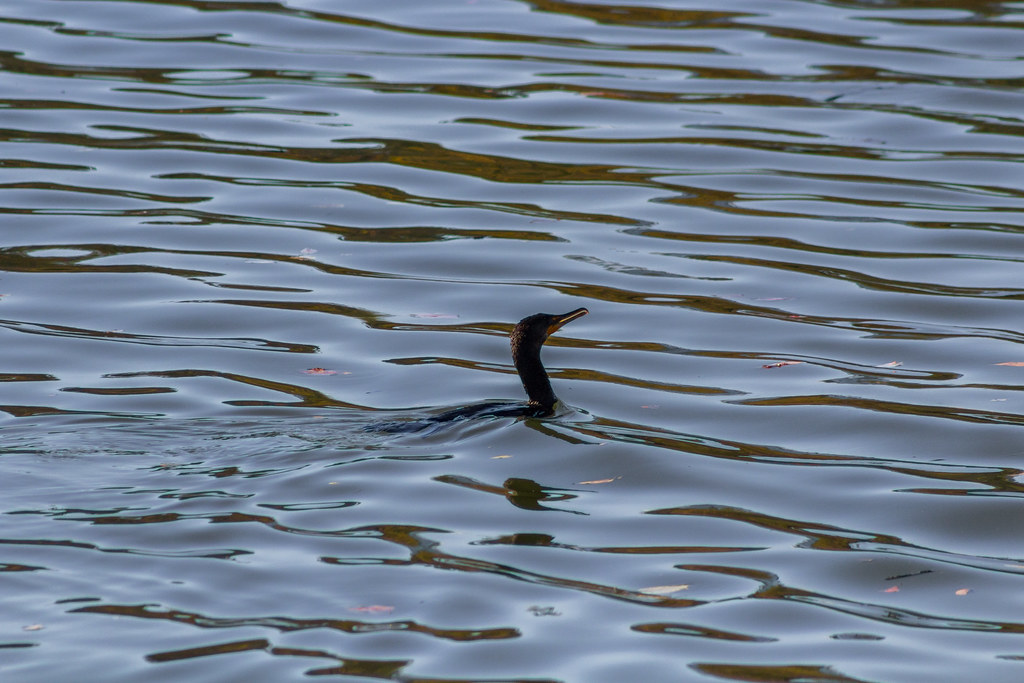 Doublecrested Cormorant Washington, D.C. Travel Archive Flickr