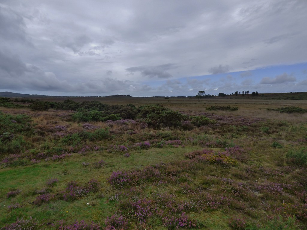 Hartland Moor Nature Reserve near Wareham, Dorset, England… Flickr