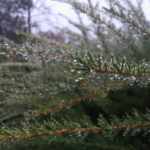 December in Lake County, CA (2015) Rachel Watson Flickr