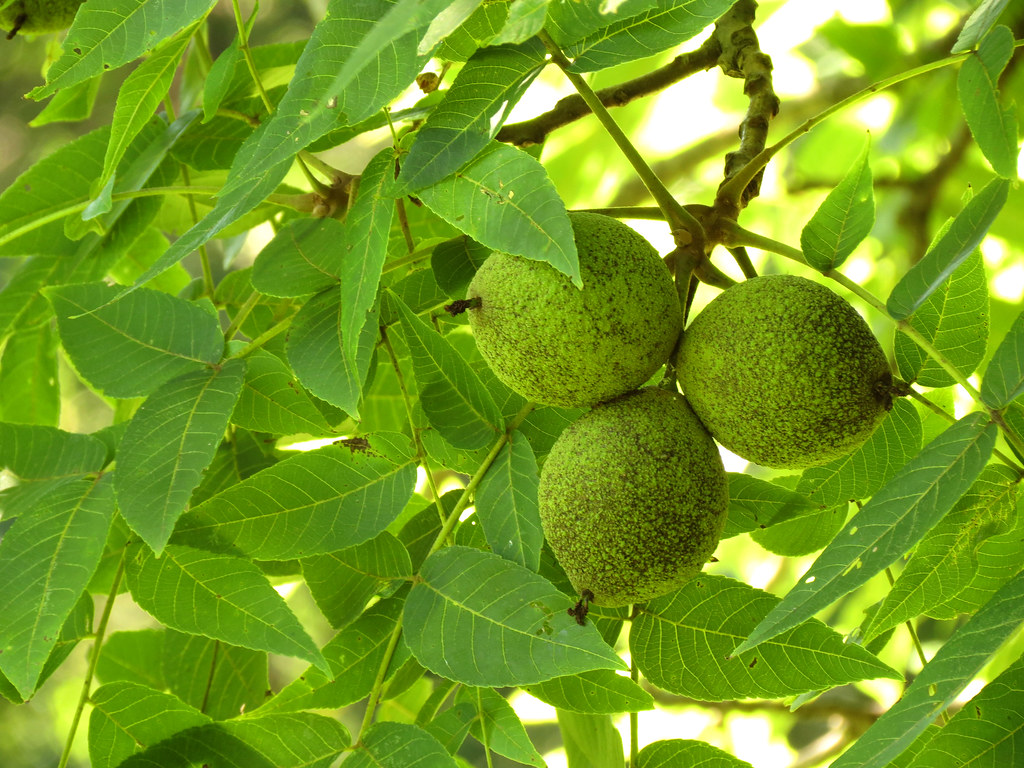 Black Walnut Juglans nigra. Woodend Nature Sanctuary, Chev… Flickr