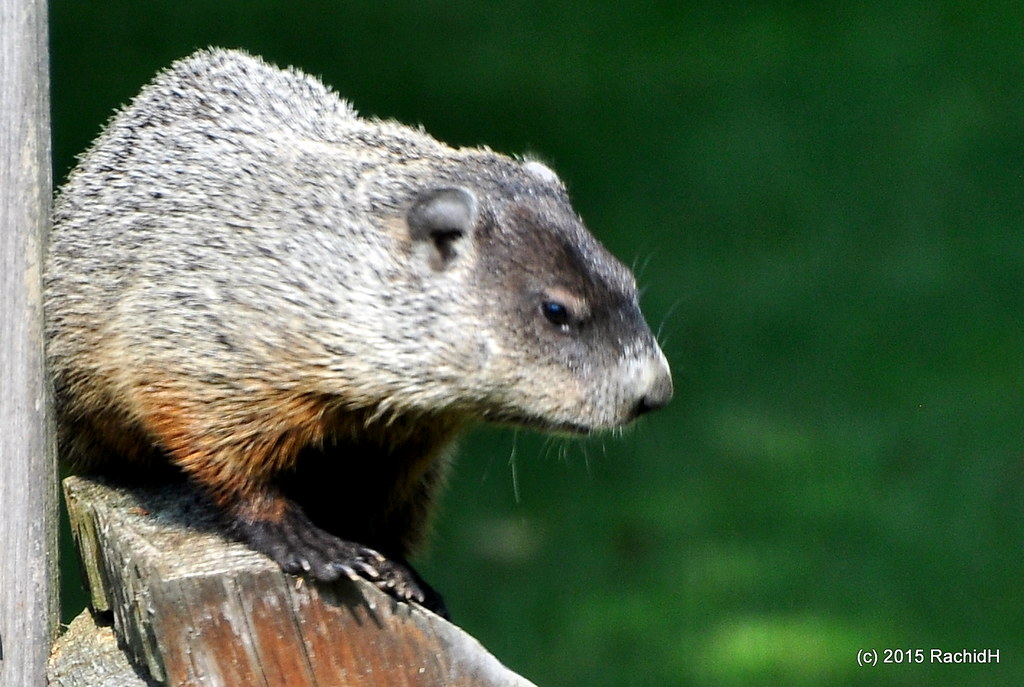 DSC_0396 Marmot Groundhog Woodchuck Marmota monax … Flickr