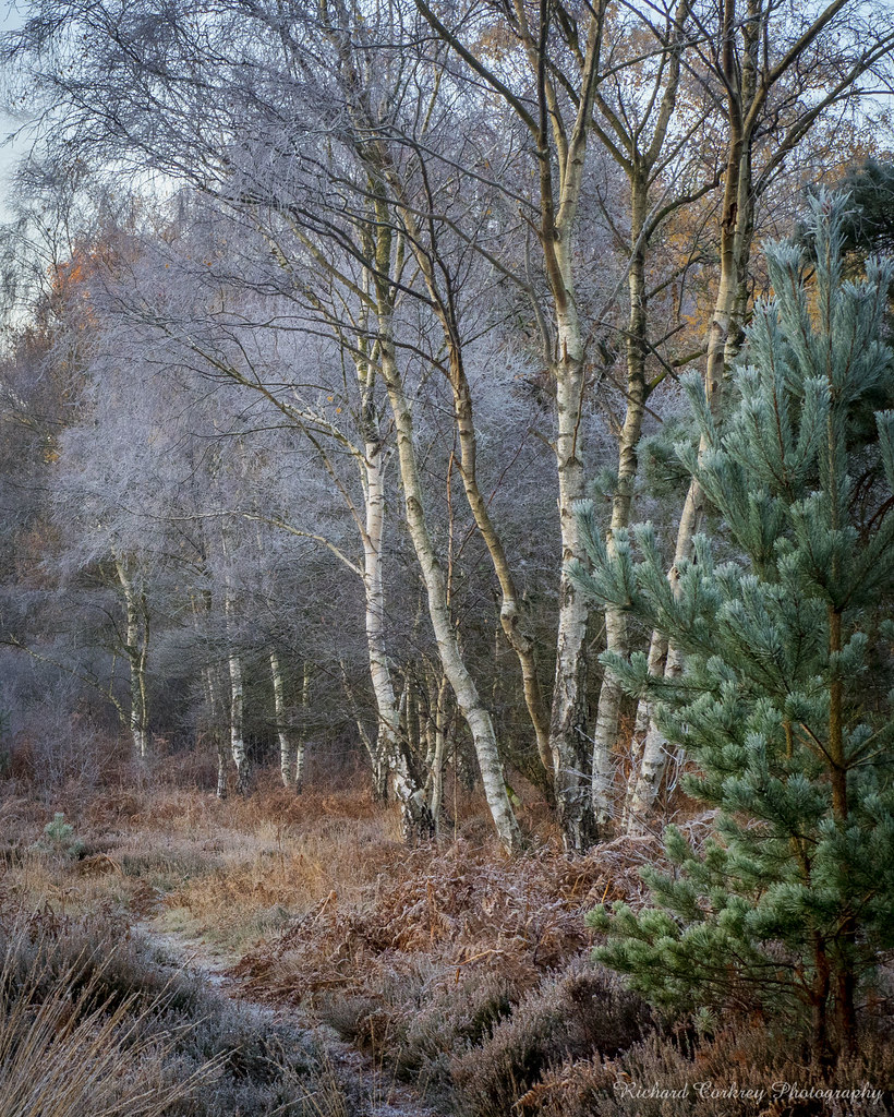 December Morning Heyshott Common, West Sussex, UK Richard Corkrey