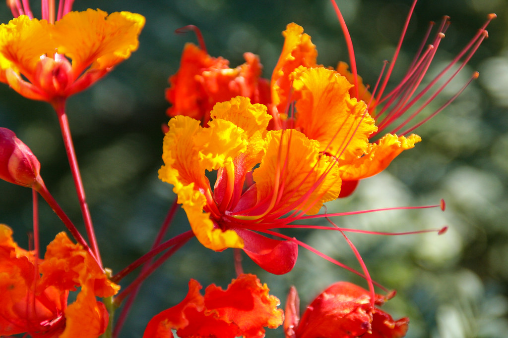 Paradise At Indian Hill A Desert Bird of Paradise (Paradis… Flickr