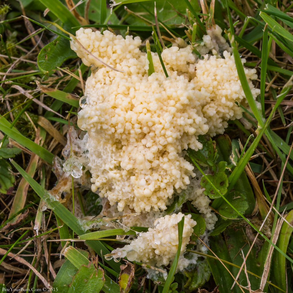 ? Dog Vomit Slime Mould (Fuligo septica) Dog Vomit Slime
