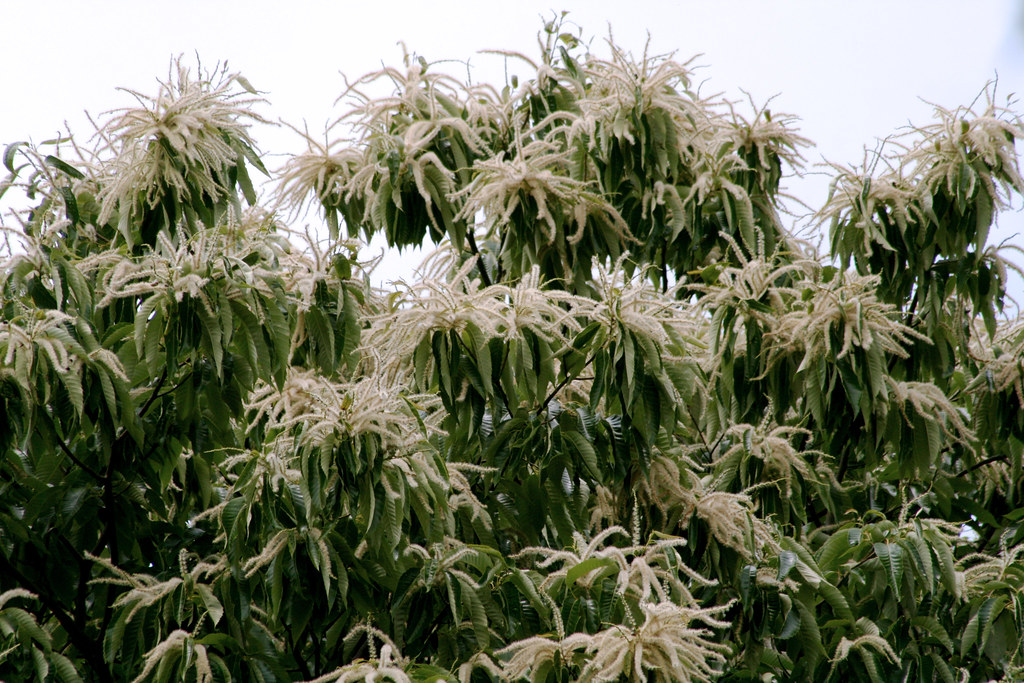 this tree flower smells like bleach Painter Ridge Chinese … Flickr