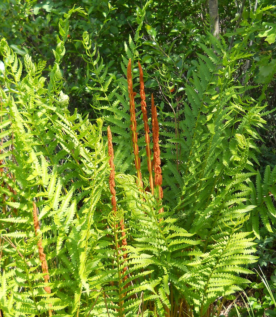 Cinnamon fern (Osmundastrum cinnamomeum) John Scholze Flickr