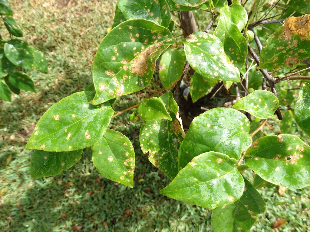 Bougainvillea Spots On Leaves