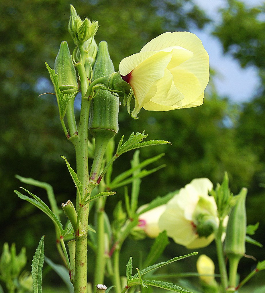 Okra Okra blooms and pods. It's been said that okra origin… Flickr