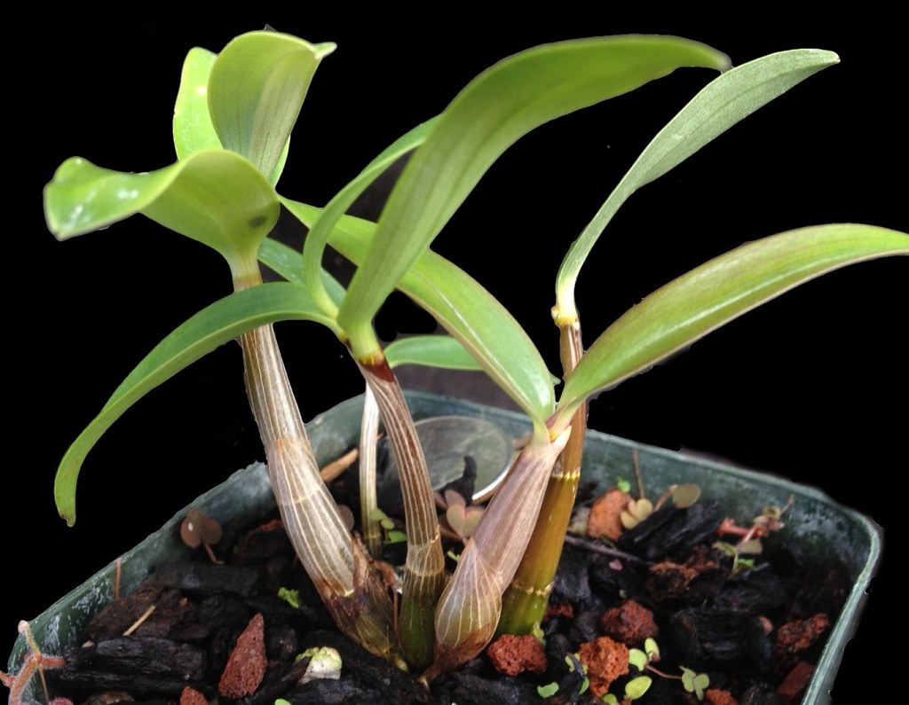 Tips to Water the Orchids Flower How often do orchids flow… Flickr