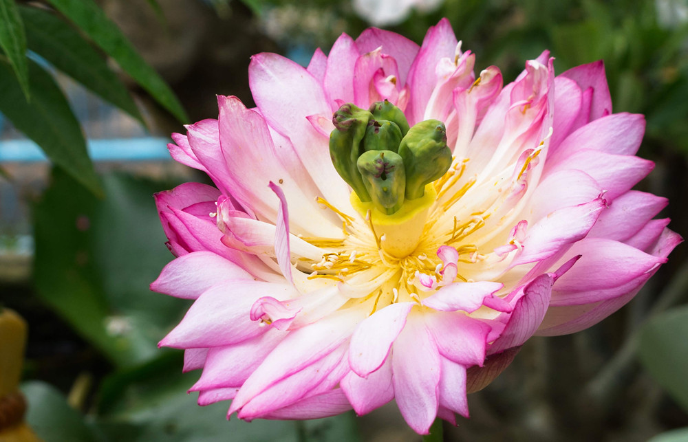 Lotus Flowers of Laos Lotus is among top 10 Laos flowers… Flickr