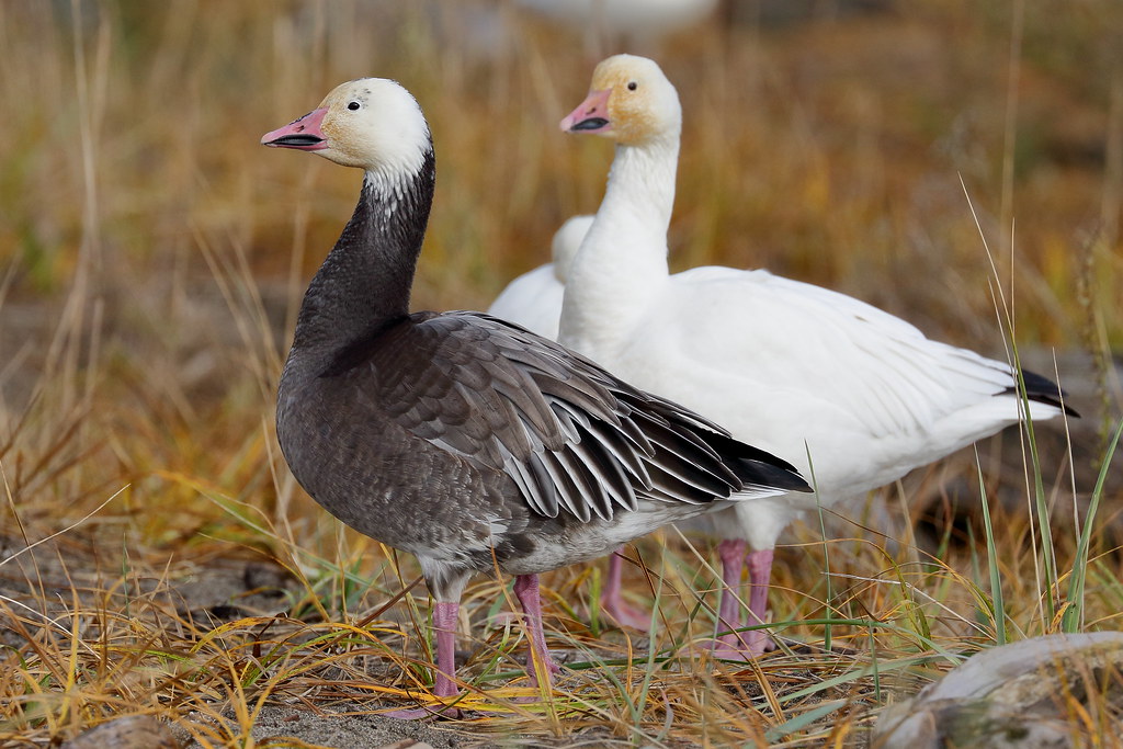 Bluemorph Snow Goose With a whitemorph standing behind i… Flickr