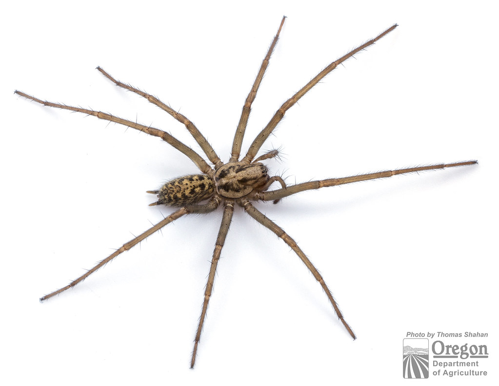 Giant House Spider, female Eratigena atrica Oregon Department of