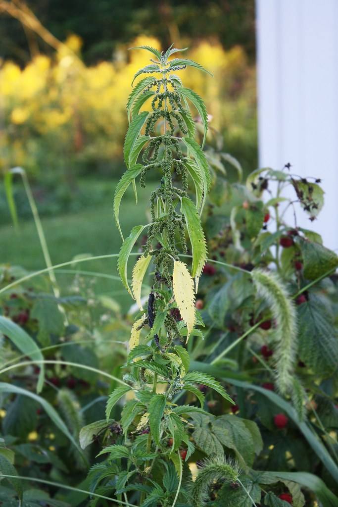 20161025. Tall Nettle Ainsworth, Indiana, Sept. 2016. Flickr
