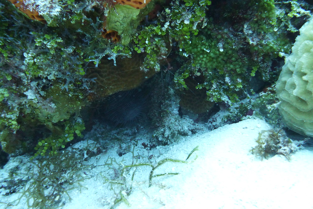 Cozumel Frogfish Cedral Mounds Elora_c Flickr