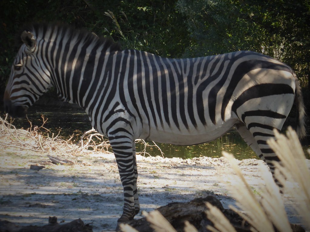 Zebra Virginia Zoo Norfolk VA MisterQque Flickr