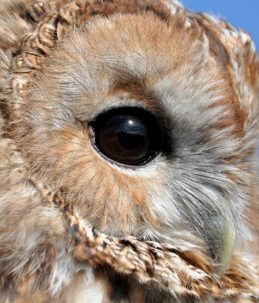 0003 Malta Falconry Centre SKWPhotos Flickr