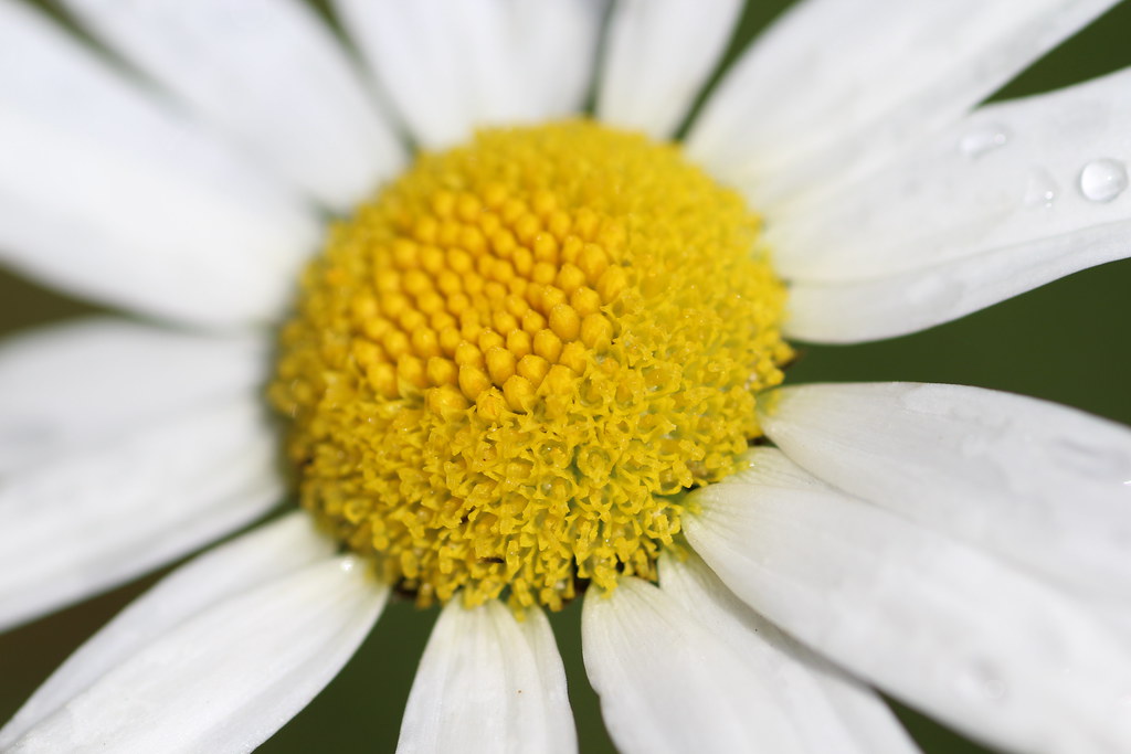 Oxeye Daisy Disc Flowers (nonnative) Leucanthemum vulgar… Flickr