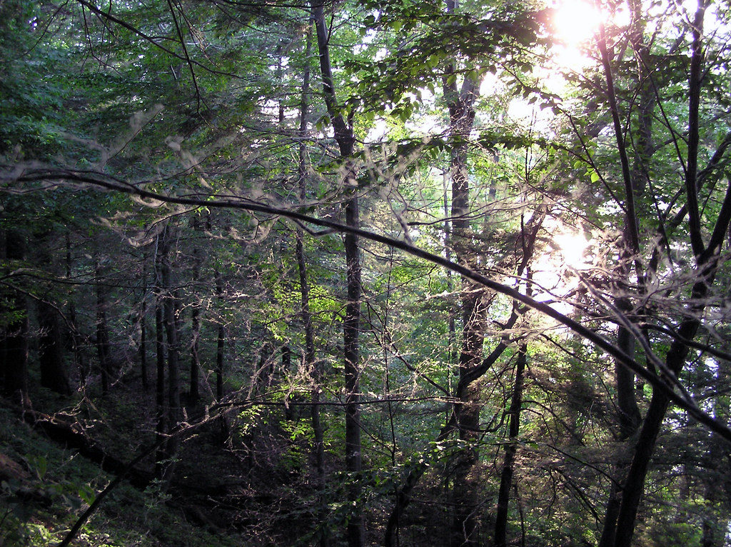 Scott Park 13 June 113 Through the cottonwood fuzz. Flickr