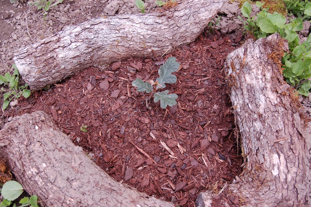 garden 615 073 I transplanted a bunch of baby oak trees a… Flickr