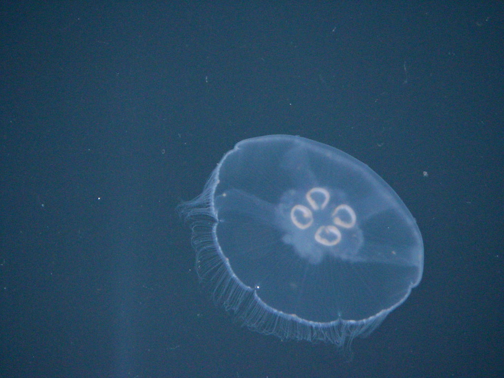 Nonstinging jellyfish We'd hang over the side of the boat… Flickr