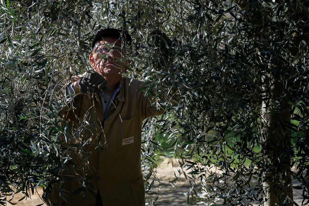Picking olives, Tuscany, Italy Picking olives, Tuscany, It… Flickr