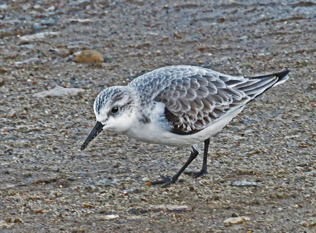 Sanderling Flickr