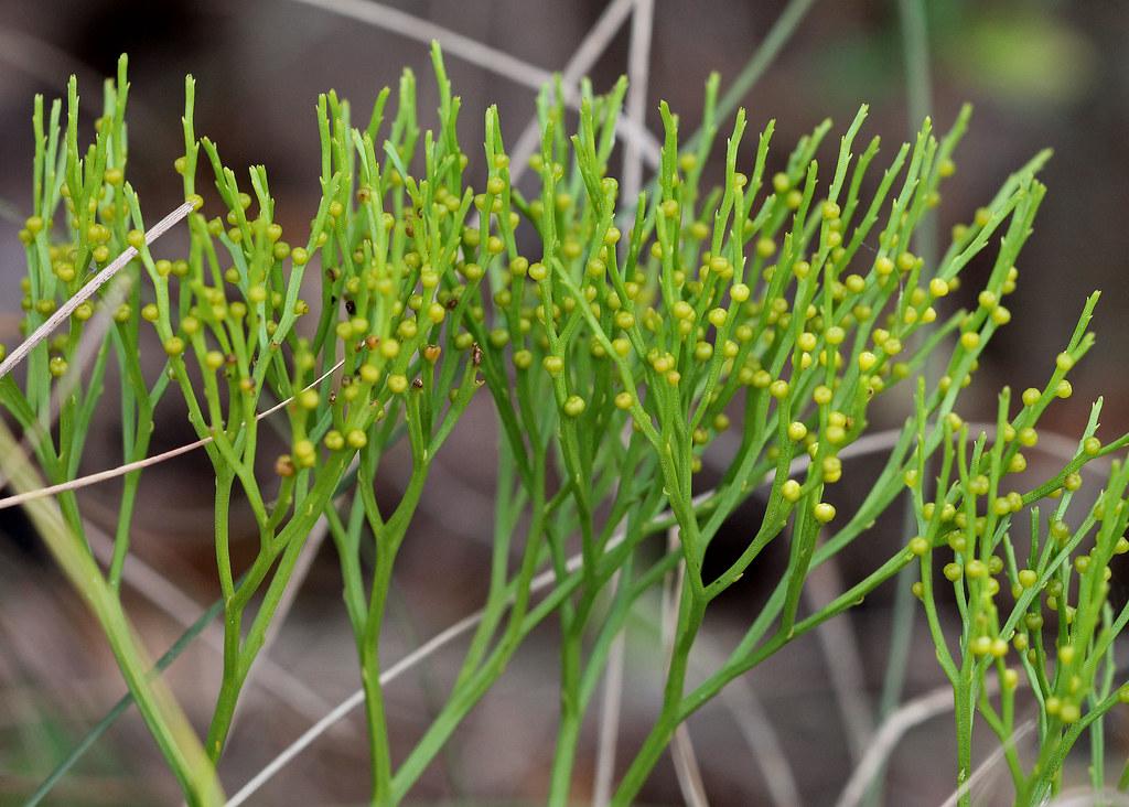 Whiskfern (Psilotum nudum) Orlando Wetlands Park, Orange … Flickr
