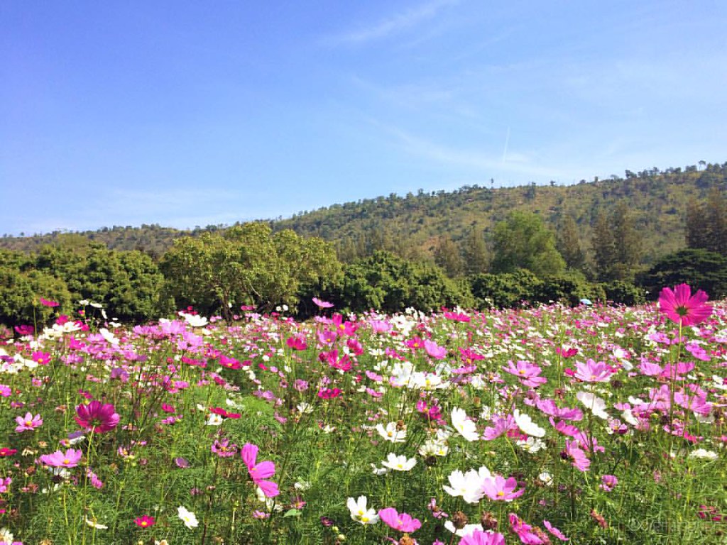 Foto Bunga Cosmos Gambar Terbaru HD