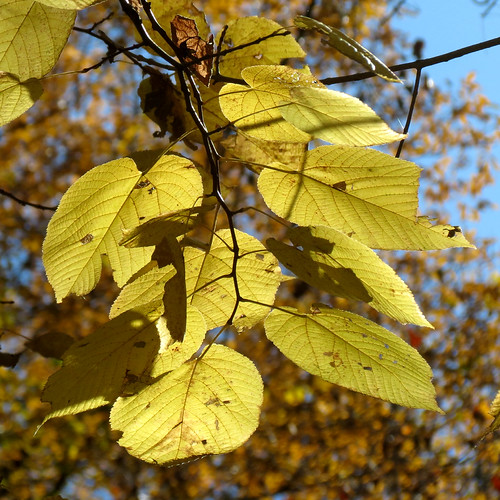 Basswood Tilia americana. Rock Creek Park, Washington, DC,… Flickr