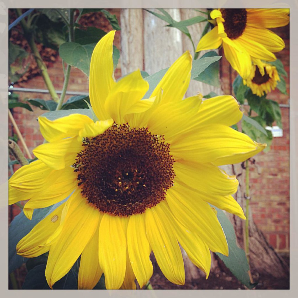 Sunflowers are my favourite flowers. They are happy, brigh… Flickr