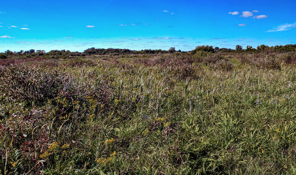 Clover Valley Fen State Natural Area Walworth Co., WI Aaron Carlson
