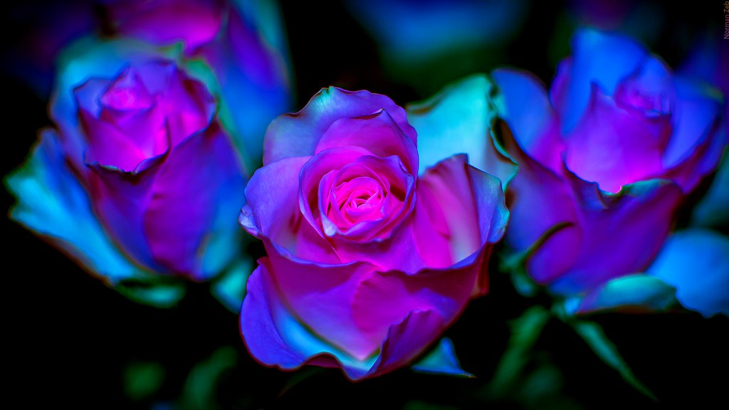 Luminescent Roses Pink Roses under fluorescent light Nikon… Flickr