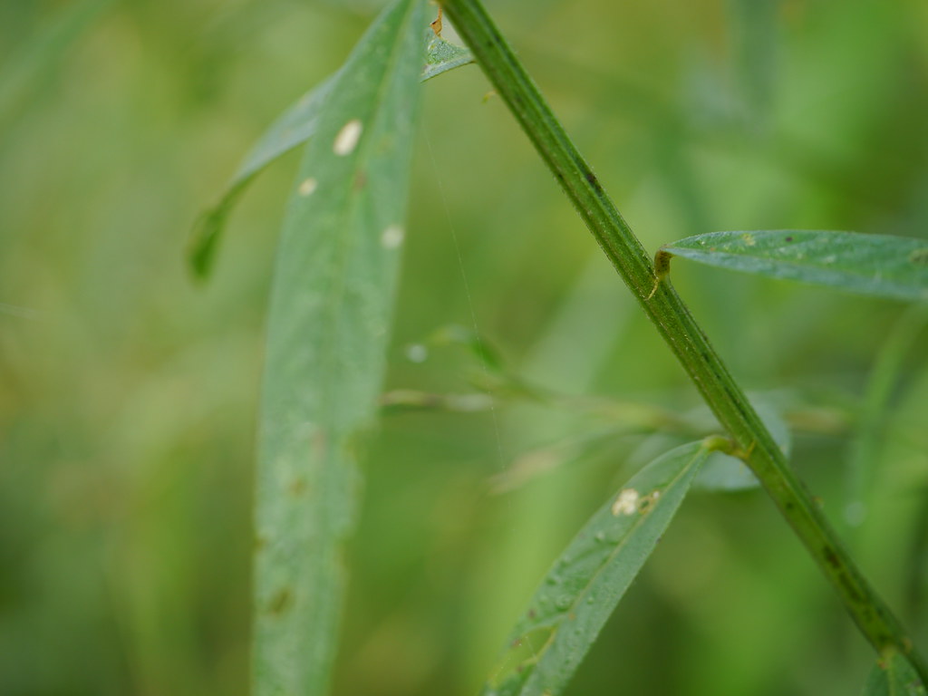 Sunn Hemp Fabaceae (pea, or legume family) » Crotalaria ju… Flickr