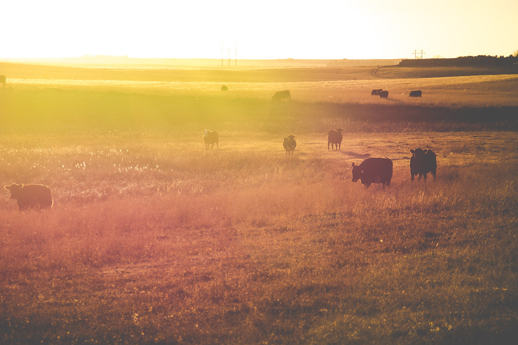 The Herd Hazelton Scenery Wildlife Rebecca Raber Bismarck,… Flickr