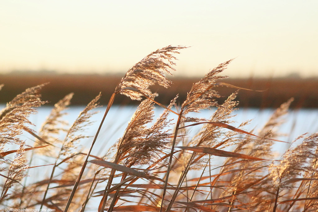 2 Ardoch WIldlife Refuge, North Dakota Gaynor Henry off and on