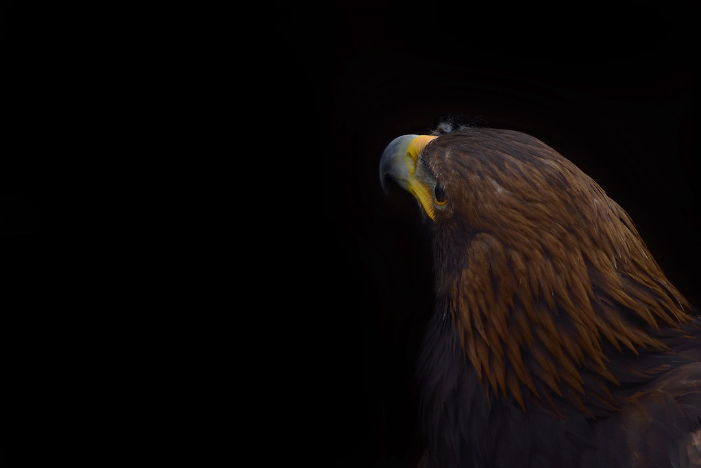 EYE OF THE GOLDEN EAGLE (Selected by GETTY IMAGES) Flickr