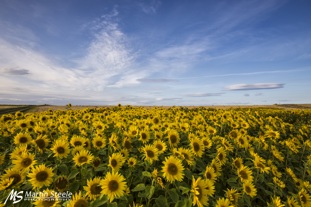 Sunflowers in Scotland A field of sunflowers up in Fife, t… Flickr