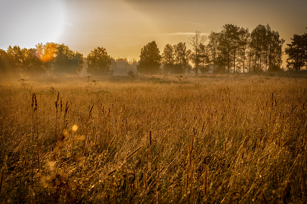 August fields Andrey Chizh Flickr