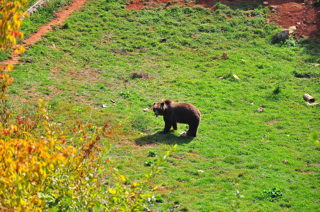 Kuterevo Bear Refuge Julien Flickr