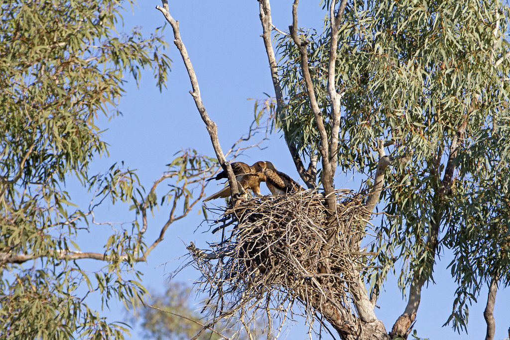 Whistling Kite3 Whistling kites building a nest , then mat… Flickr