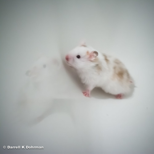Hamster Mirror What to do when hamster sitting... Thanks