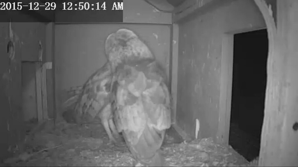 122915 Kissy, kissy! Does this mean another clutch soon?… Flickr