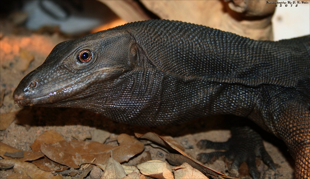 9/21/2012 BDVS1 Black Dragon Varanus Salvator 3'+ Black Dr… Flickr
