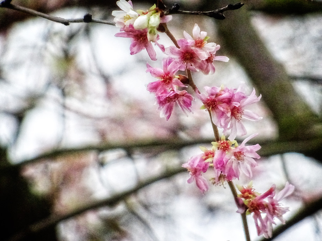 Pink Winter Blossom Seen in St James's Park, London. Garry Knight