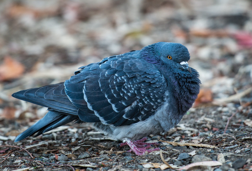 Puffed Pigeon Vasona Park Los Gatos, California Michelle Cipriano