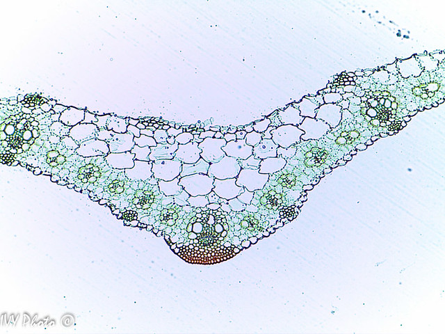 Monocot leaf cross section x100 Igor Yakushkin Flickr