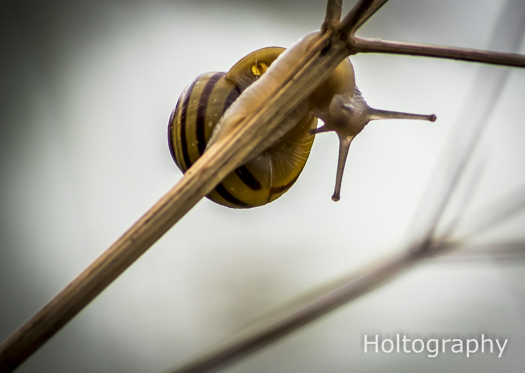 Double Vision Garden snails are curious creatures. I see t… Flickr