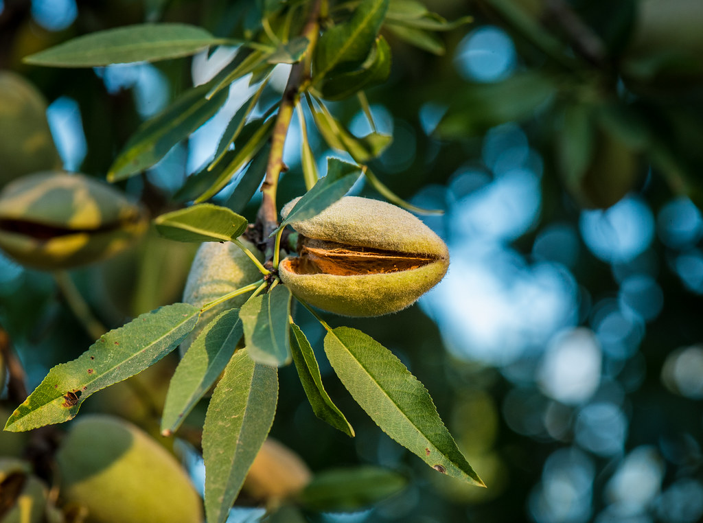20150722NRCSLSC0127 Almonds grow on the Mota Ranch 36 a… Flickr