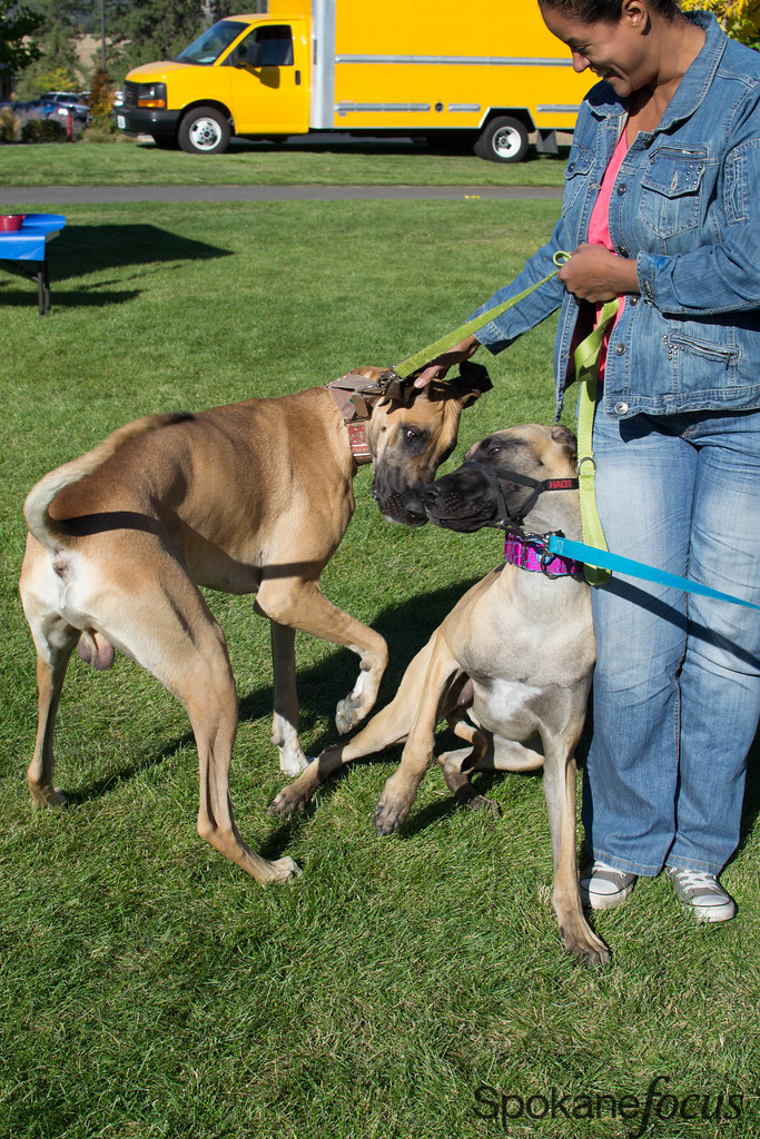 ValleyFest Dog Frisbee/ Agility Flickr