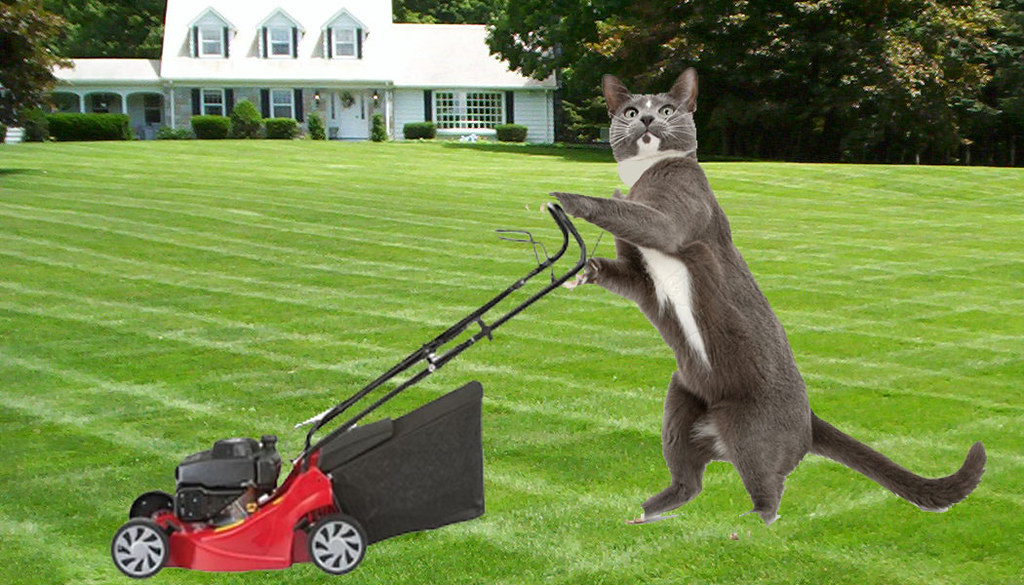 cat mowing lawn emisipsip Flickr